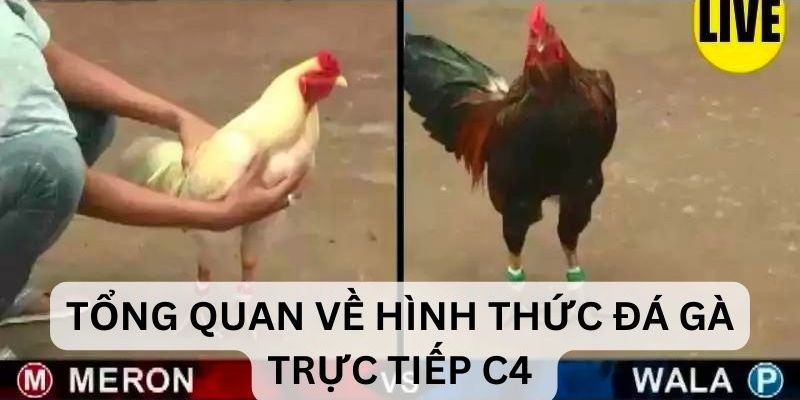 Trực Tiếp Đá Gà C4 69VN